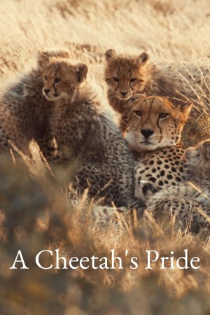 A Cheetah's Pride Poster